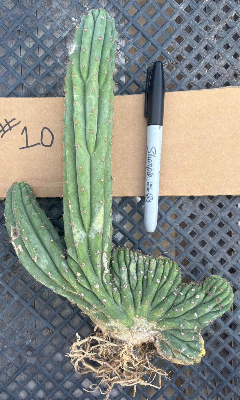 #EC260 EXACT Trichocereus Pachanoi Variegated & Crested Cactus BareRoot