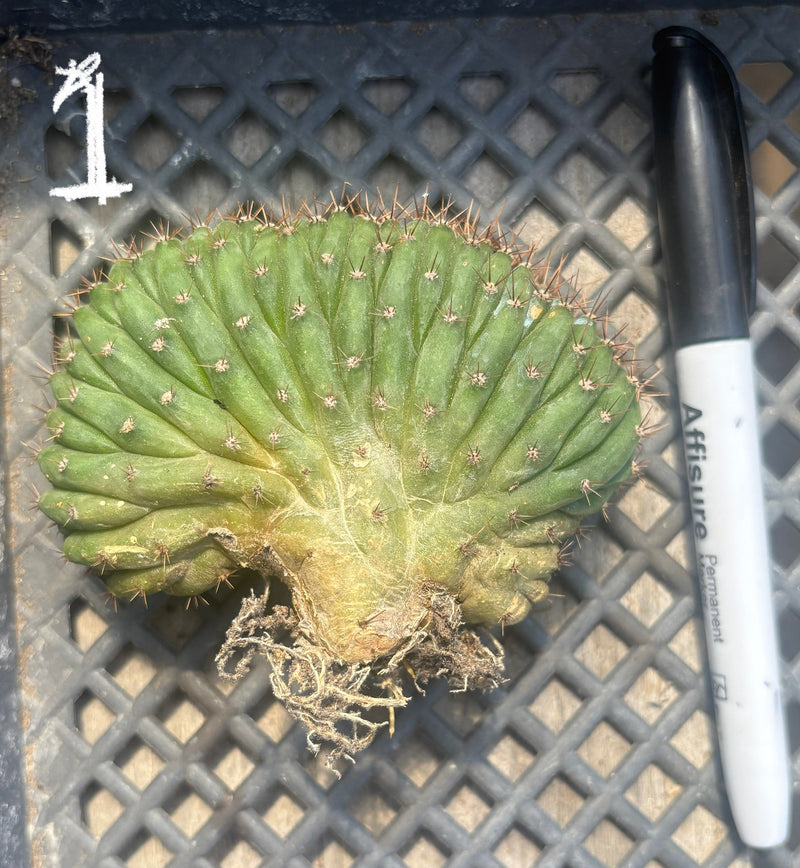 #EC260 EXACT Trichocereus Pachanoi Variegated & Crested Cactus BareRoot