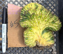 #EC260 EXACT Trichocereus Pachanoi Variegated & Crested Cactus BareRoot