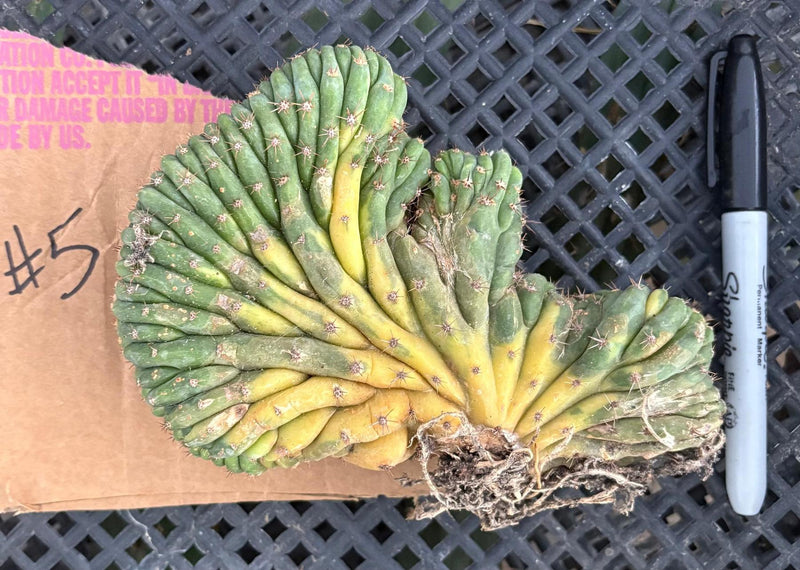 #EC260 EXACT Trichocereus Pachanoi Variegated & Crested Cactus BareRoot