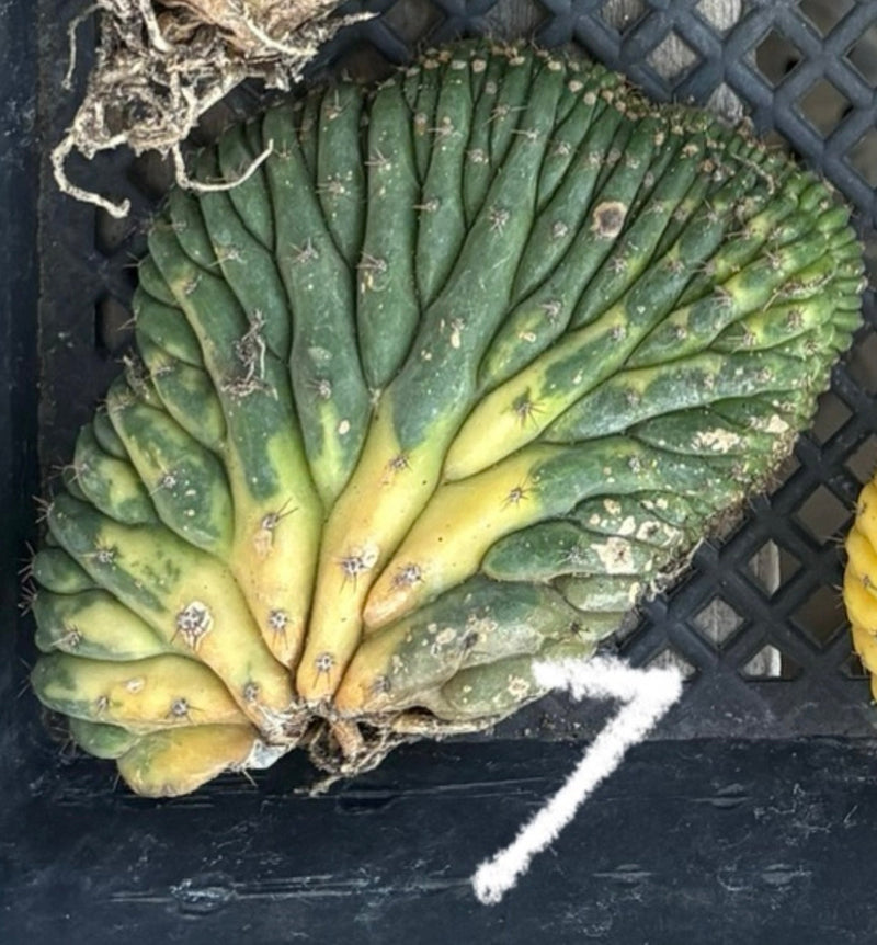 #EC260 EXACT Trichocereus Pachanoi Variegated & Crested Cactus BareRoot