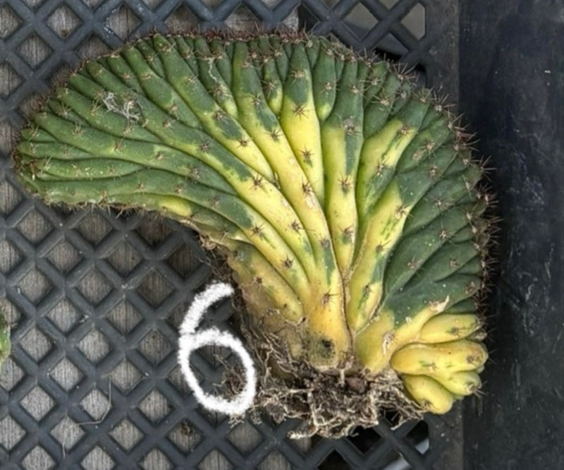 #EC260 EXACT Trichocereus Pachanoi Variegated & Crested Cactus BareRoot