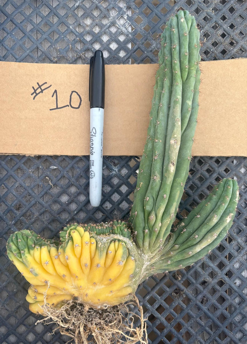 #EC260 EXACT Trichocereus Pachanoi Variegated & Crested Cactus BareRoot