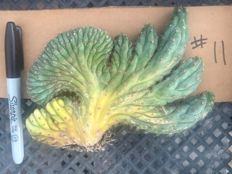 #EC260 EXACT Trichocereus Pachanoi Variegated & Crested Cactus BareRoot
