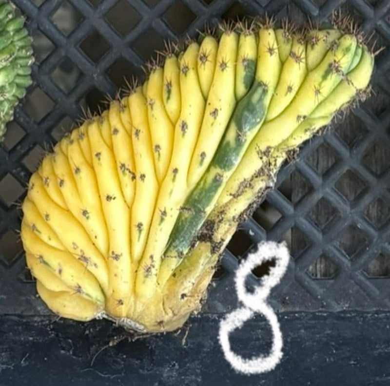 #EC260 EXACT Trichocereus Pachanoi Variegated & Crested Cactus BareRoot