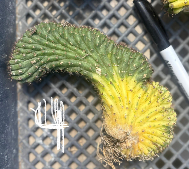 #EC260 EXACT Trichocereus Pachanoi Variegated & Crested Cactus BareRoot