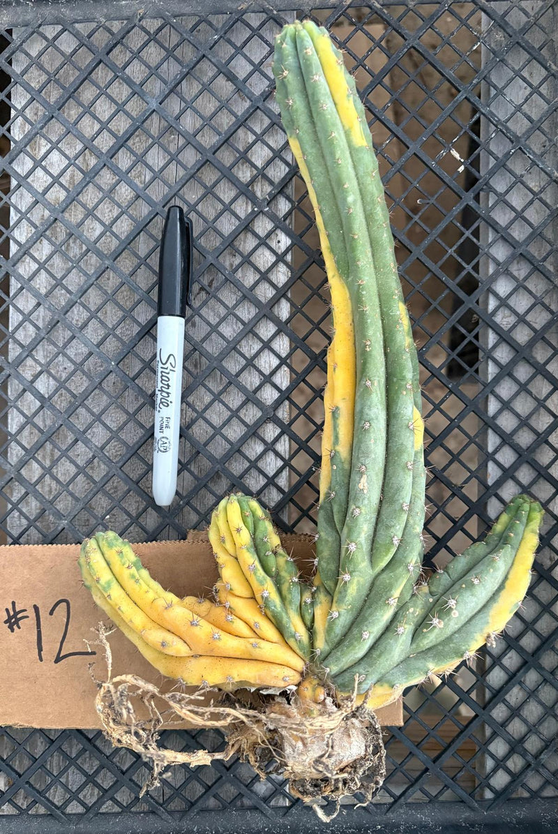 #EC260 EXACT Trichocereus Pachanoi Variegated & Crested Cactus BareRoot