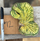 #EC260 EXACT Trichocereus Pachanoi Variegated & Crested Cactus BareRoot