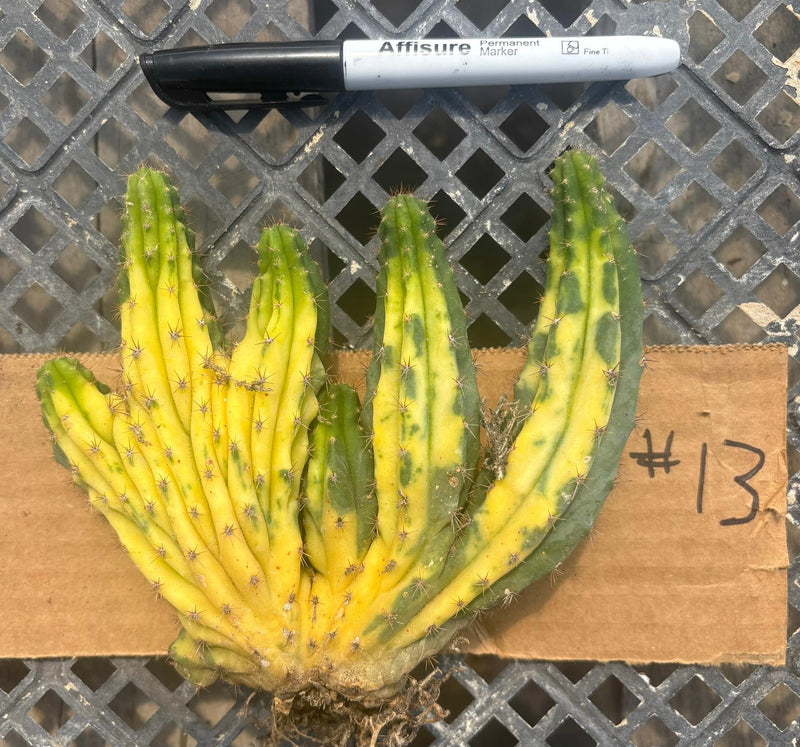 #EC260 EXACT Trichocereus Pachanoi Variegated & Crested Cactus BareRoot