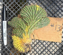 #EC260 EXACT Trichocereus Pachanoi Variegated & Crested Cactus BareRoot
