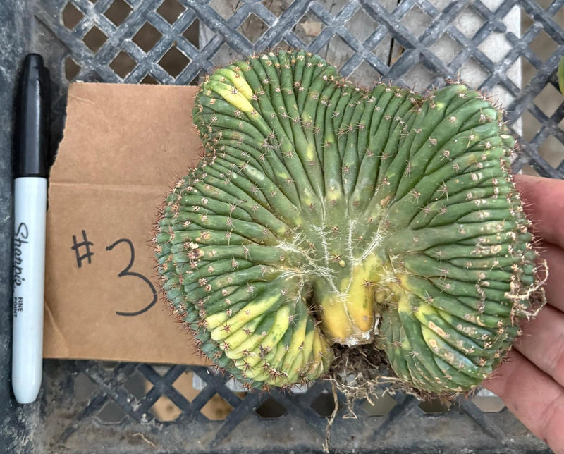 #EC260 EXACT Trichocereus Pachanoi Variegated & Crested Cactus BareRoot