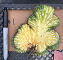 #EC260 EXACT Trichocereus Pachanoi Variegated & Crested Cactus BareRoot