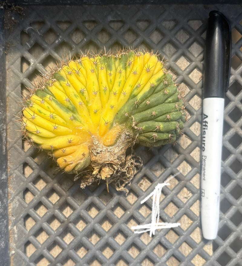 #EC260 EXACT Trichocereus Pachanoi Variegated & Crested Cactus BareRoot