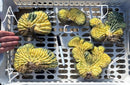 Cactus Trichocereus Pachanoi Variegated Crested Bare-Root Clone China Gold Rare Desert Plant by The Succulent Source