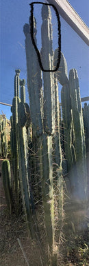 #EC261 Trichocereus Peruvianus X Bridgesii “Swerve” Cactus Cutting 8-10”