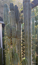 #EC261 Trichocereus Peruvianus X Bridgesii “Swerve” Cactus Cutting 8-10”