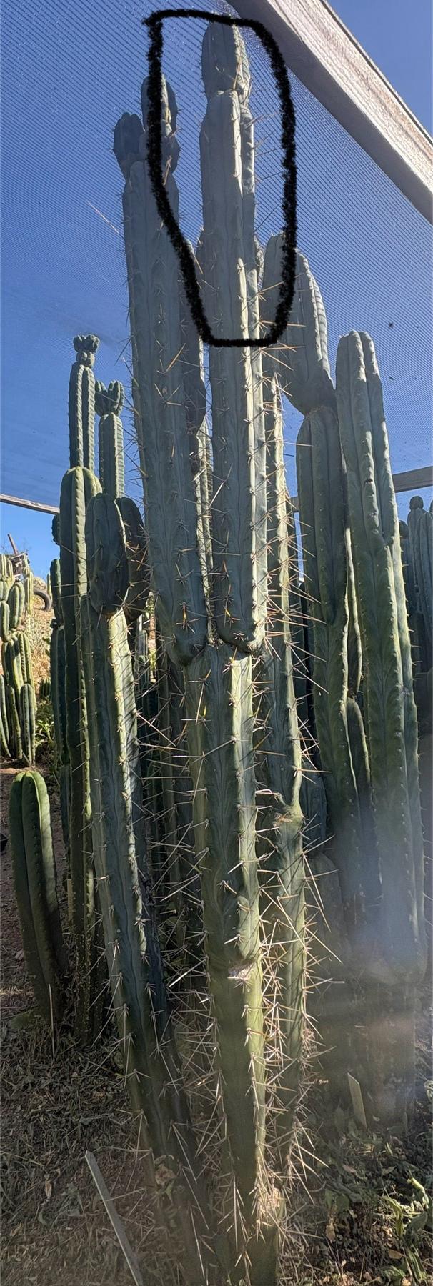 #EC261 Trichocereus Peruvianus X Bridgesii “Swerve” Cactus Cutting 8”