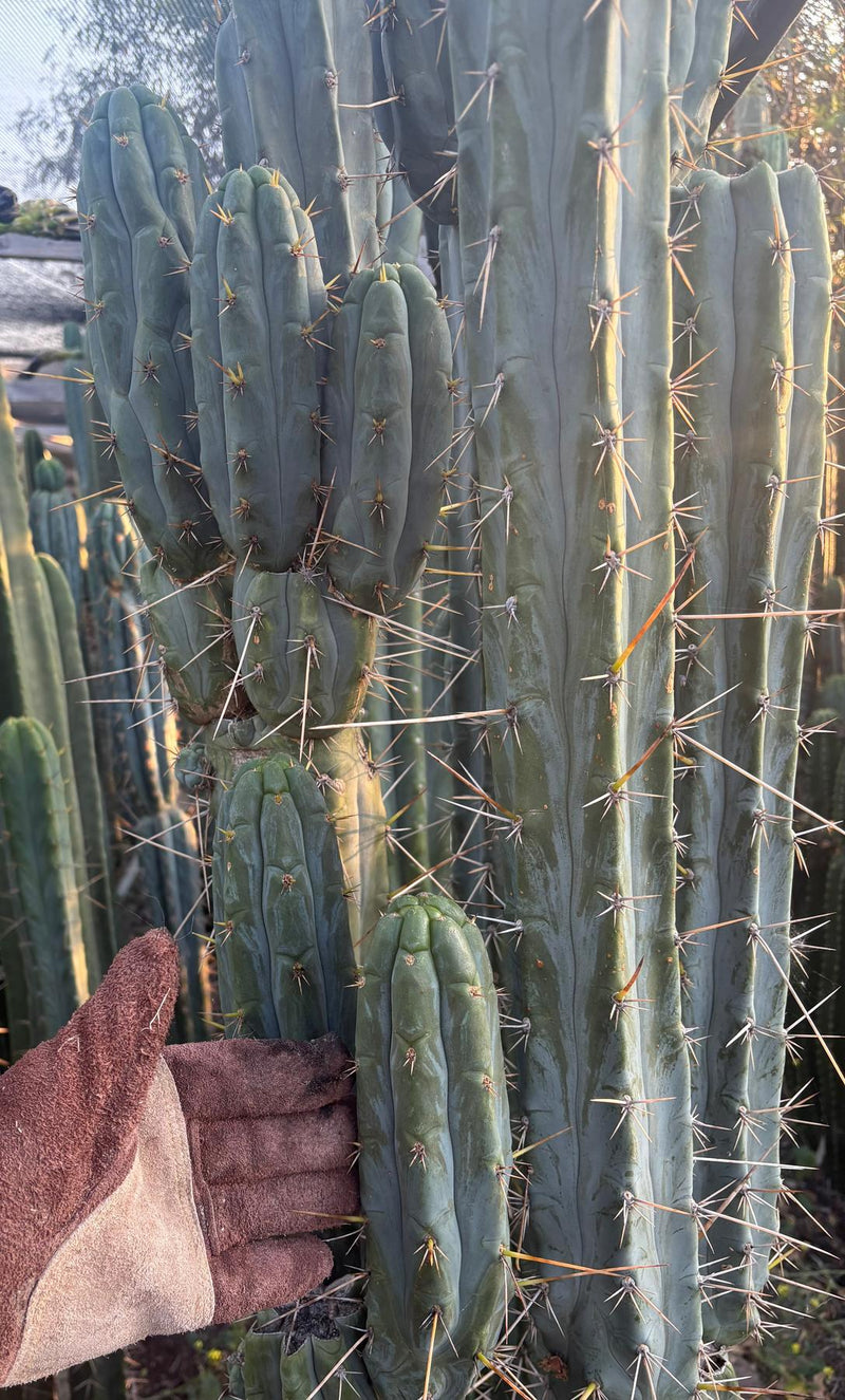 #EC261 Trichocereus Peruvianus X Bridgesii “Swerve” Cactus Cutting 8”