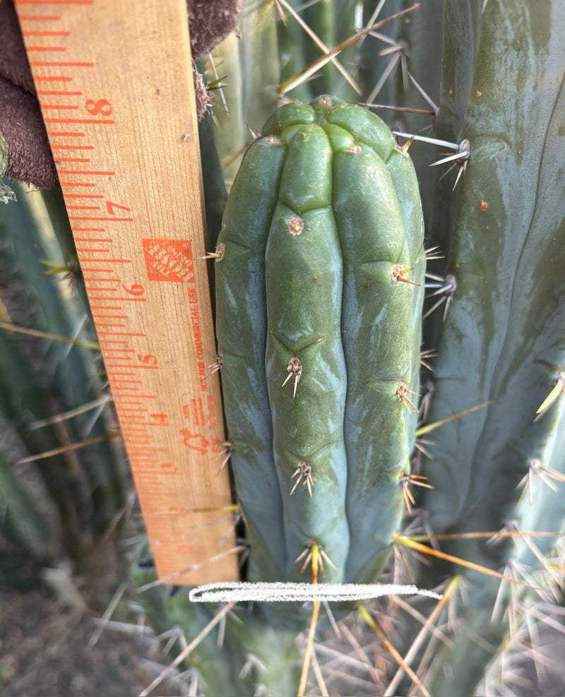 #EC261 Trichocereus Peruvianus X Bridgesii “Swerve” Cactus Cutting 8”