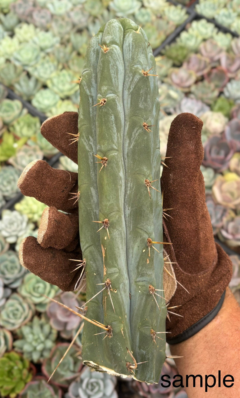 #EC261 Trichocereus Peruvianus X Bridgesii “Swerve” Cactus Cutting 8”