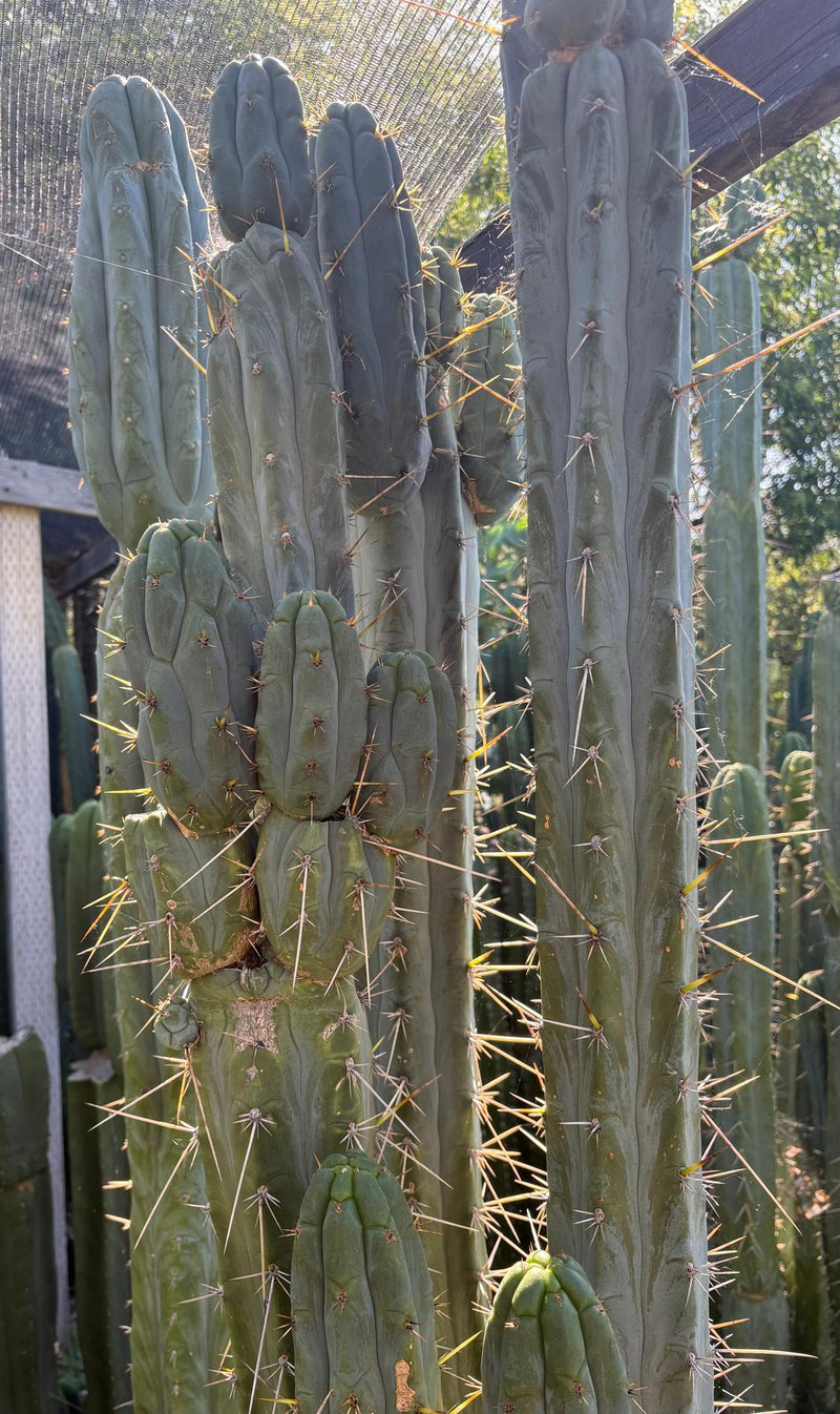 #EC261 Trichocereus Peruvianus X Bridgesii “Swerve” Cactus Cutting 8”