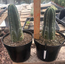 #EC262 EXACT Trichocereus Huan Depot aka Huanucoensis 8” potted