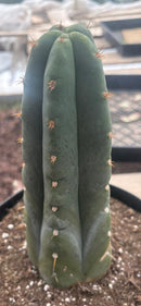 #EC262 EXACT Trichocereus Huan Depot aka Huanucoensis 8” potted