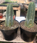 #EC262 EXACT Trichocereus Huan Depot aka Huanucoensis 8” potted
