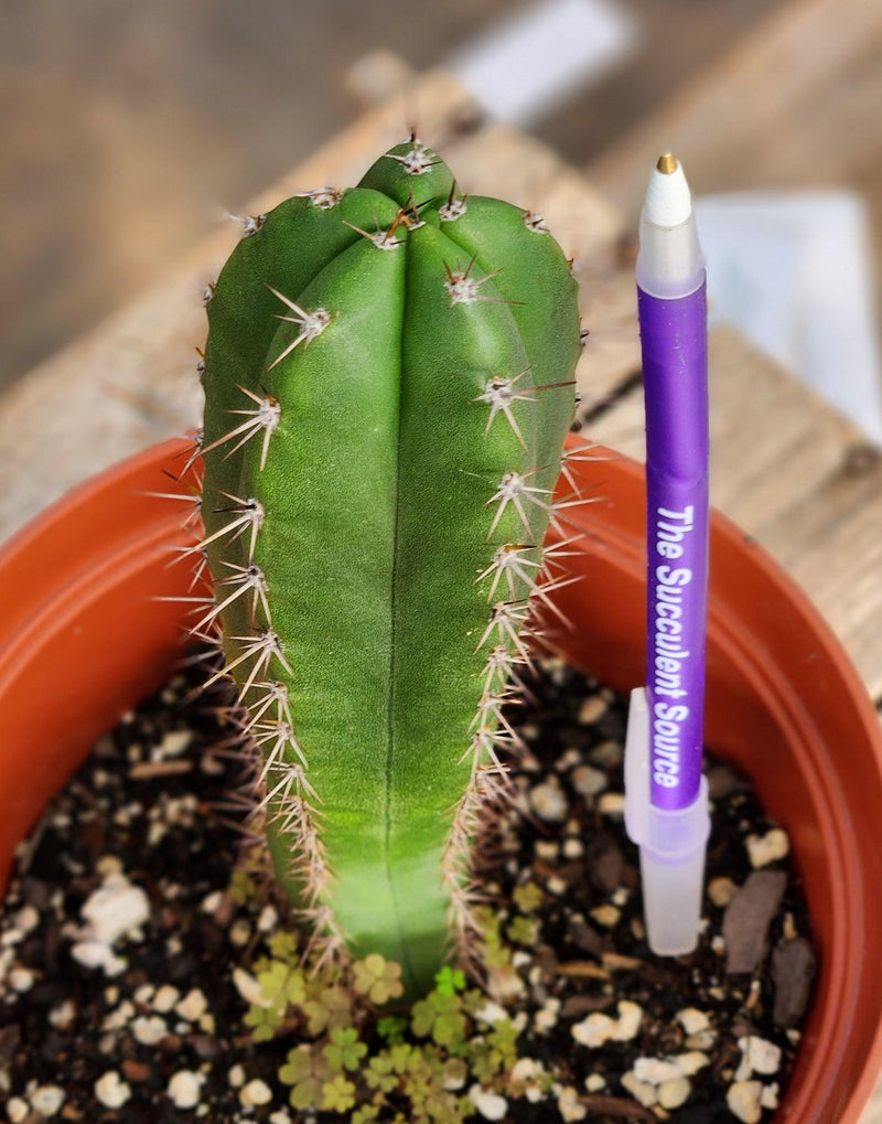 #EC265 EXACT Trichocereus Hybrid  Pachanoi Jessica X Pachanoi Kimnach Cactus 6.5"