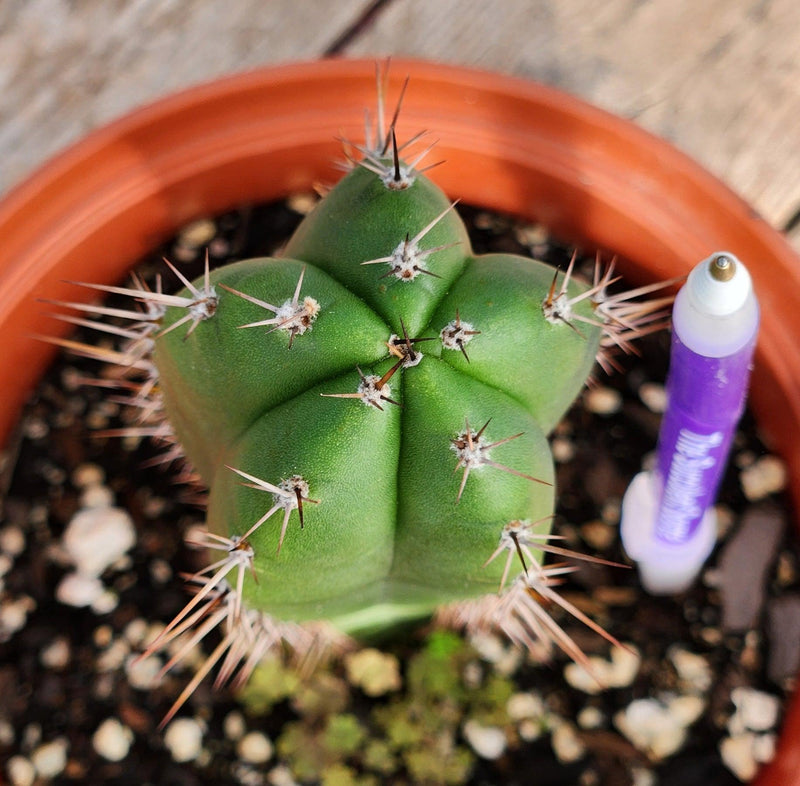 #EC265 EXACT Trichocereus Hybrid  Pachanoi Jessica X Pachanoi Kimnach Cactus 6.5"