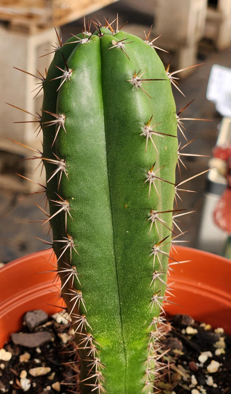 #EC265 EXACT Trichocereus Hybrid  Pachanoi Jessica X Pachanoi Kimnach Cactus 6.5"