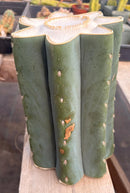 #EC268 Trichocereus hybrid Scopulicola Heynes X Peru Sharxx Blue “Roof Raiser” Cactus Cuttings