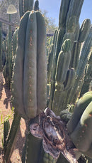 #EC268 Trichocereus hybrid Scopulicola Heynes X Peru Sharxx Blue “Roof Raiser” Cactus Cuttings
