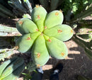 #EC268 Trichocereus hybrid Scopulicola Heynes X Peru Sharxx Blue “Roof Raiser” Cactus Cuttings