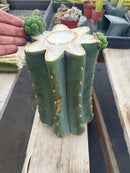 #EC268 Trichocereus hybrid Scopulicola Heynes X Peru Sharxx Blue “Roof Raiser” Cactus Cuttings