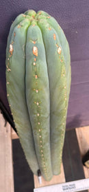 #EC268 Trichocereus hybrid Scopulicola Heynes X Peru Sharxx Blue “Roof Raiser” Cactus Cuttings