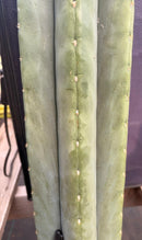 #EC268 Trichocereus hybrid Scopulicola Heynes X Peru Sharxx Blue “Roof Raiser” Cactus Cuttings