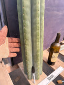 #EC268 Trichocereus hybrid Scopulicola Heynes X Peru Sharxx Blue “Roof Raiser” Cactus Cuttings