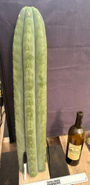 #EC268 Trichocereus hybrid Scopulicola Heynes X Peru Sharxx Blue “Roof Raiser” Cactus Cuttings