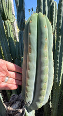 #EC268 Trichocereus hybrid Scopulicola Heynes X Peru Sharxx Blue “Roof Raiser” Cactus Cuttings