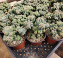#EC269 Cereus Forbesii Monstrose Ming Thing Cactus 4"