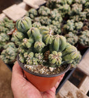 #EC269 Cereus Forbesii Monstrose Ming Thing Cactus 4"