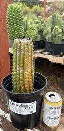 #EC270 EXACT Trichocereus Brevispinulosus Indian Comb Cactus 12.5”
