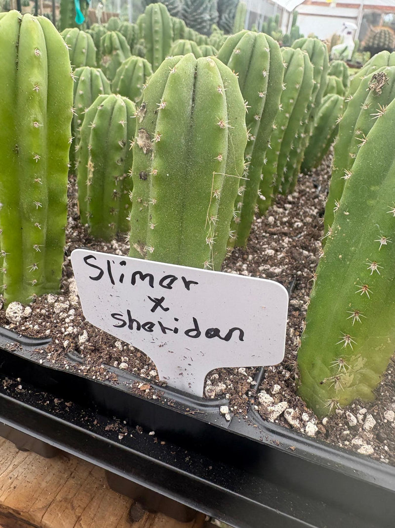 #EC271 EXACT Trichocereus Scop Slimer X Pach Sheridan Seedling Cactus 4-5”