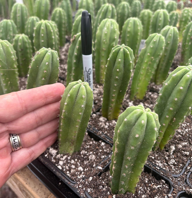 #EC271 EXACT Trichocereus Scop Slimer X Pach Sheridan Seedling Cactus 4-5”
