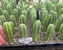 #EC271 EXACT Trichocereus Scop Slimer X Pach Sheridan Seedling Cactus 4-5”
