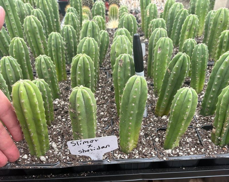 #EC271 EXACT Trichocereus Scop Slimer X Pach Sheridan Seedling Cactus 4-5”