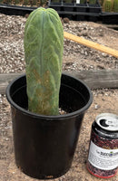 #EC274 EXACT Trichocereus Bridgesii Monstrose Long Form TBM Cactus 10.5”