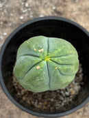#EC274 EXACT Trichocereus Bridgesii Monstrose Long Form TBM Cactus 10.5”