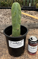 #EC274 EXACT Trichocereus Bridgesii Monstrose Long Form TBM Cactus 10.5”
